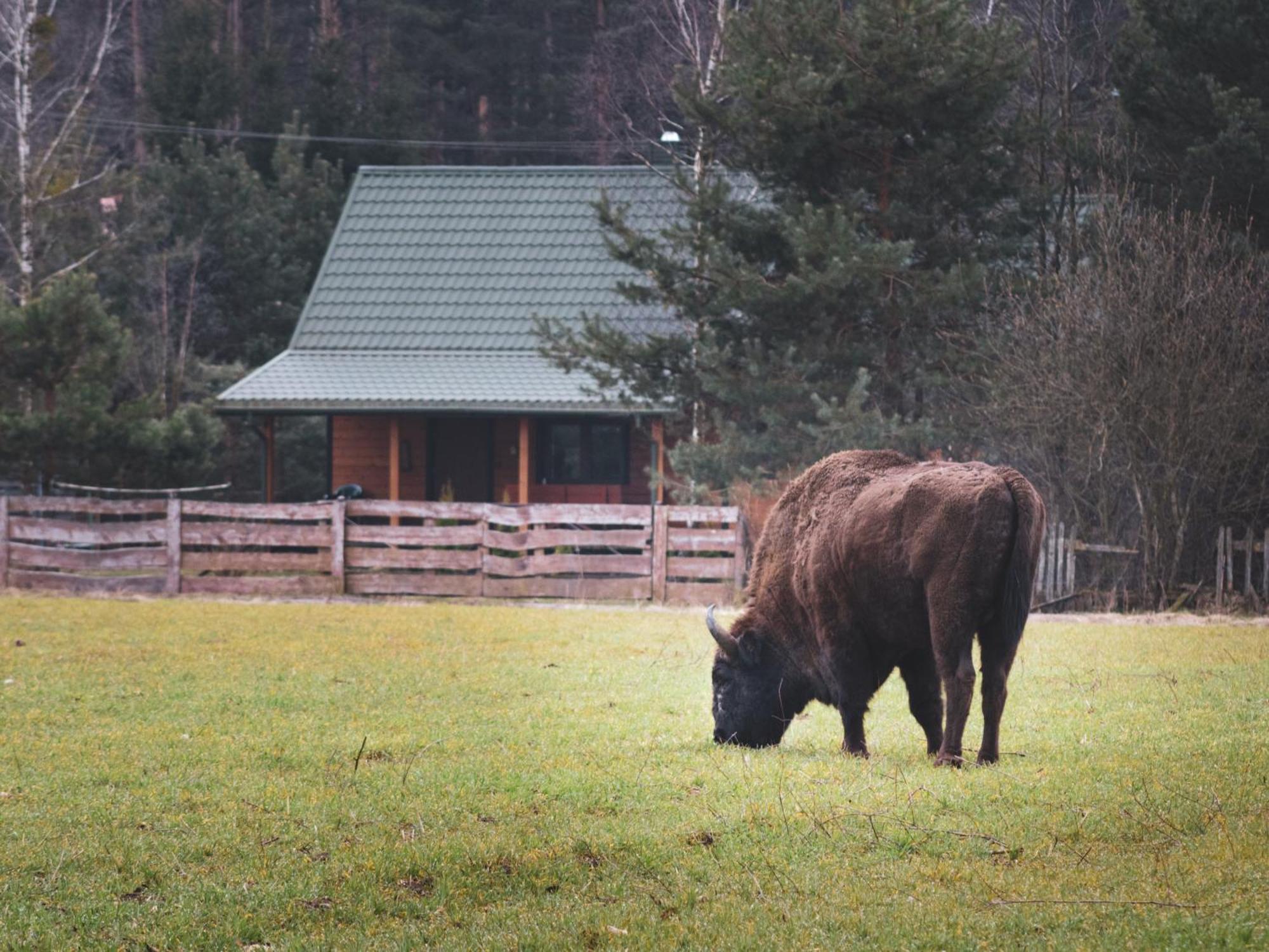 Lesna 21 Dom Polnoc Przy Zalew Siemianowka Villa Luka Buitenkant foto